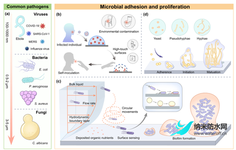 超疏水表面與抗微生物感染之間的關系2.png